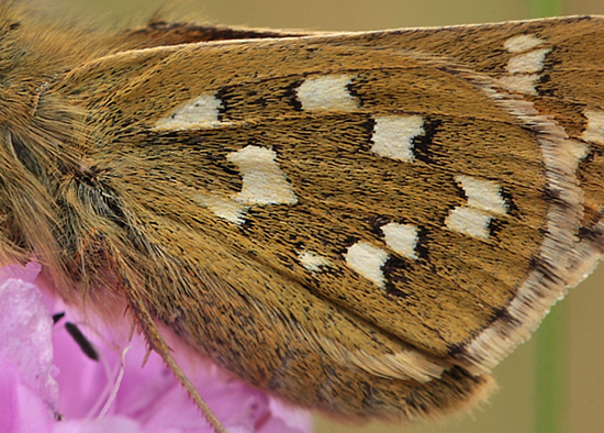 Kommabredpande, Hesperia comma hun bagvinge med hvide pletter. Skjernen's udspring nord for Nrre Tinnet, Jylland, Danmark. d. 29 juli 2012. Fotograf; Lars Andersen