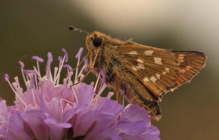 Kommabredpande, Hesperia comma han. Skjernåen's udspring nord for Nørre Tinnet, Jylland, Danmark. d. 29 juli 2012. Fotograf; Lars Andersen
