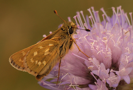 Kommabredpande, Hesperia comma han. Skjernåen's udspring nord for Nørre Tinnet, Jylland, Danmark. d. 29 juli 2012. Fotograf; Lars Andersen