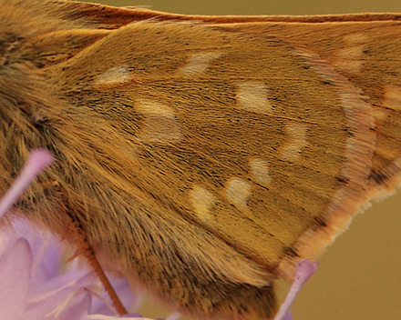 Kommabredpande, Hesperia comma han bagvinge med gule pletter. Skjernåen's udspring nord for Nørre Tinnet, Jylland, Danmark. d. 29 juli 2012. Fotograf; Lars Andersen