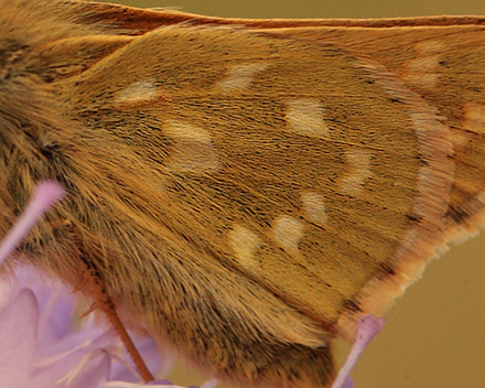 Kommabredpande, Hesperia comma han bagvinge med gule pletter. Skjernen's udspring nord for Nrre Tinnet, Jylland, Danmark. d. 29 juli 2012. Fotograf; Lars Andersen