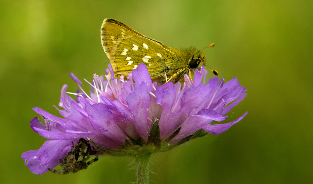 Kommabredpande, Hesperia comma han. Skjernåen's udspring nord for Nørre Tinnet, Jylland, Danmark. d. 29 juli 2012. Fotograf; Lars Andersen