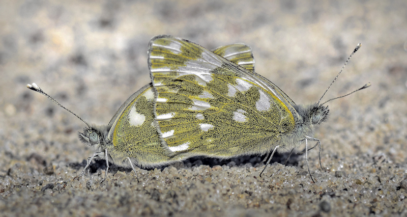 Grnbroget Hvidvinge, Pontia edusa parring. Bt diget d. 3 august 2012. Fotograf; Lars A. Krogh