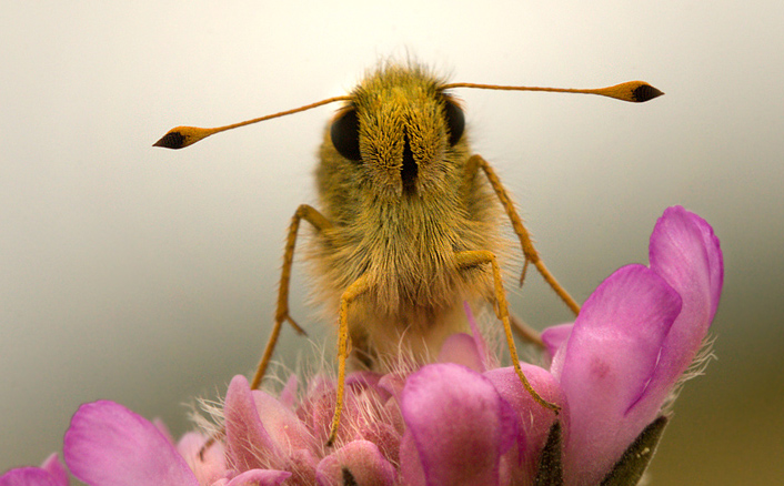 Kommabredpande, Hesperia comma han portræt. Skjernåen's udspring nord for Nørre Tinnet, Jylland, Danmark. d. 29 juli 2012. Fotograf; Lars Andersen