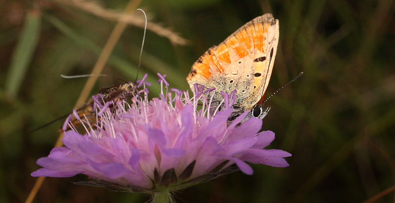 Dukatsommerfugl, Lycaena virgaureae slidt han. Skjernåen's udspring nord for Nørre Tinnet, Jylland, Danmark. d. 29 juli 2012. Fotograf; Lars Andersen