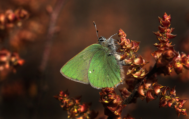 Grøn Busksommerfugl, Callophrys rubi (Linnaeus, 1758). Melby Overdrev, Nordsjælland. d. 24 april 2012. Fotograf: Lars Andersen