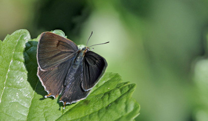 Guldhale, Thecla betulae han. Lyttesholm, Lolland d. 13 august 2012. Fotograf; Tubas Lkkegaard