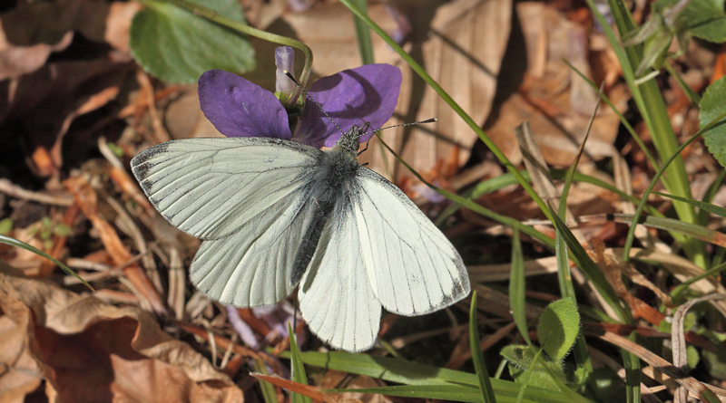 Grønåret Kålsommerfugl, Pieris napi han på Viol. Store Bøgeskov ved Gyrstinge Sø. d. 13 Maj 2012. Fotograf: Lars Andersen