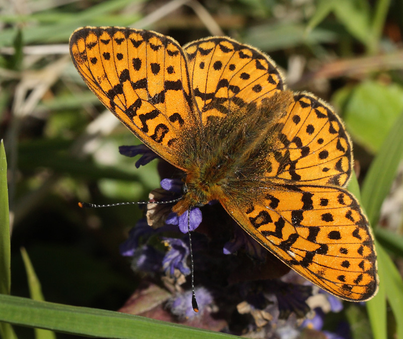 Rdlig Perlemorsommerfugl, Boloria euphrosyne han. Store Bgeskov ved Gyrstinge S. d. 13 Maj 2012. Fotograf: Lars Andersen