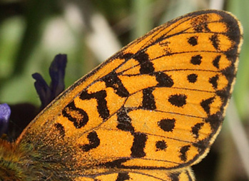 Rødlig Perlemorsommerfugl, Boloria euphrosyne han. Store Bøgeskov ved Gyrstinge Sø. d. 13 Maj 2012. Fotograf: Lars Andersen
