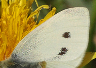 Lille Kålsommerfugl hun der afviser en Grønåret Kålsommerfugl han. Allindelille Fredsskov, Midtsjælland d. 13 maj 2012. Fotograf; Lars Andersen