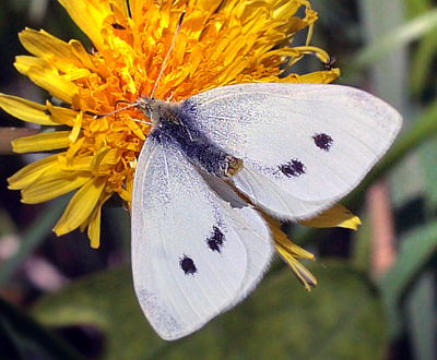 Lille Kålsommerfugl hun der afviser en Grønåret Kålsommerfugl han. Allindelille Fredsskov, Midtsjælland d. 13 maj 2012. Fotograf; Lars Andersen