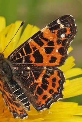 Nldesommerfugl, Araschina levana han. shj Overdrev, Sjlland d. 19 maj 2012. Fotograf Lars Andersen