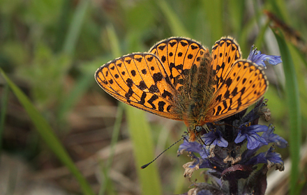 Rødlig Perlemorsommerfugl, Boloria euphrosyne han. Store Bøgeskov ved Gyrstinge Sø. d. 19 Maj 2012. Fotograf: Lars Andersen