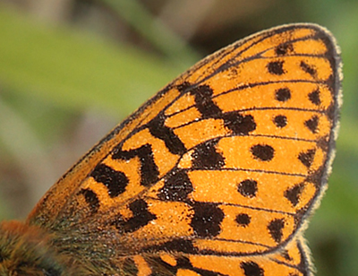 Rødlig Perlemorsommerfugl, Boloria euphrosyne han. Store Bøgeskov ved Gyrstinge Sø. d. 19 Maj 2012. Fotograf: Lars Andersen