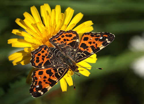 Nldesommerfugl, Araschina levana han. Store Bgeskov ved Gyrstinge S, d. 19 maj 2012. Fotograf Lars Andersen