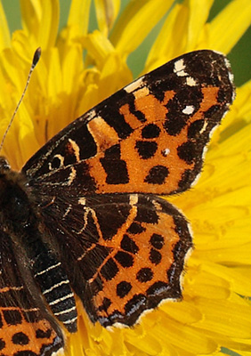 Nldesommerfugl, Araschina levana han. Oudrup Skov ved Gyrstinge S, Sjlland d. 19 maj 2012. Fotograf Lars Andersen