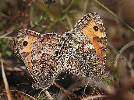 Sandrandje, Hipparchia semele, (Linnaeus, 1758) hun. Syltholm ved diget, Lolland, d. 30 juli 2012. Fotograf;  Lars Andersen