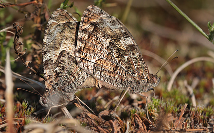 Sandrandje, Hipparchia semele, (Linnaeus, 1758) hun. Syltholm ved diget, Lolland, d. 30 juli 2012. Fotograf;  Lars Andersen