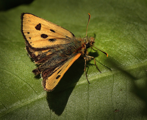 Sortplettet bredpande, Carterocephalus silvicola han. Storskov v. Sholt (Maribo), Lolland. 23  Maj 2012. Fotograf: Lars Andersen 