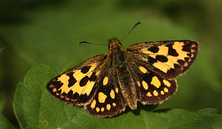 Sortplettet Bredpande, Carterocephalus silvicola hun. Storskov v. Søholt (Maribo), Lolland. 23 Maj 2012. Fotograf: Lars Andersen