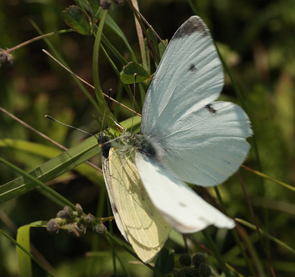 Lille Klsommerfugl livsforlb med parring. Brunddragerne, Lolland d. 31 juli 2012. Fotograf, Lars Andersen