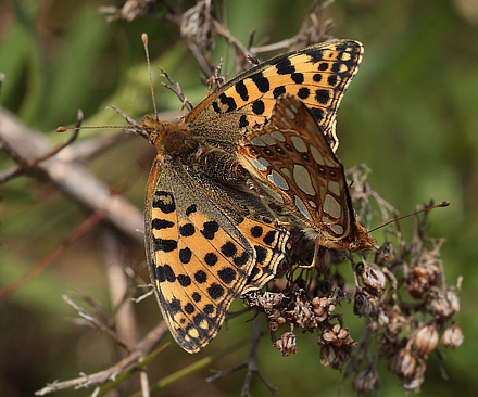 Storplettet perlemorsommerfugl, Issoria lathonia parring. Hyllekrog, Lolland, Danmark d. 1 august 2012. Fotograf: Lars Andersen