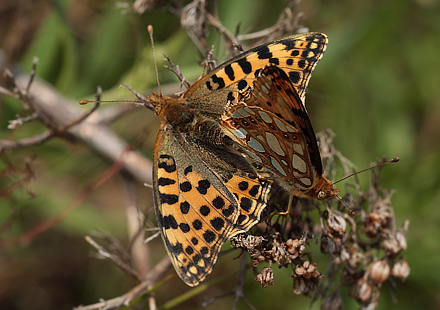 Storplettet perlemorsommerfugl, Issoria lathonia parring. Hyllekrog, Lolland, Danmark d. 1 august 2012. Fotograf: Lars Andersen