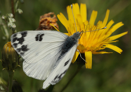 Grønbroget Hvidvinge, Pontia edusa. Saksfjed Inddæmning, Lolland d. 1 august 2012. Fotograf; Lars Andersen