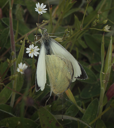 Stor Klsommerfugl, Pieris brassicae parring. Ryegrd Dyrehave d. 7 juni 2012. Fotograf; Lars Andersen