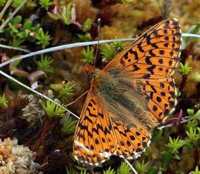 Moseperlemorsommerfugl, Boloria aquilonaris. Ryegaard. Hornsherred. Sjlland. d. 19 juni 2012. Fotograf: Lars Andersen