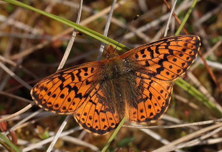 Moseperlemorsommerfugl, Boloria aquilonaris. Ryegaard. Hornsherred. Sjlland. d. 19 juni 2012. Fotograf: Lars Andersen