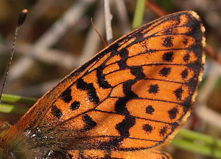 Moseperlemorsommerfugl, Boloria aquilonaris han. Ryegaard. Hornsherred. Sjælland. d. 19 juni 2012. Fotograf: Lars Andersen