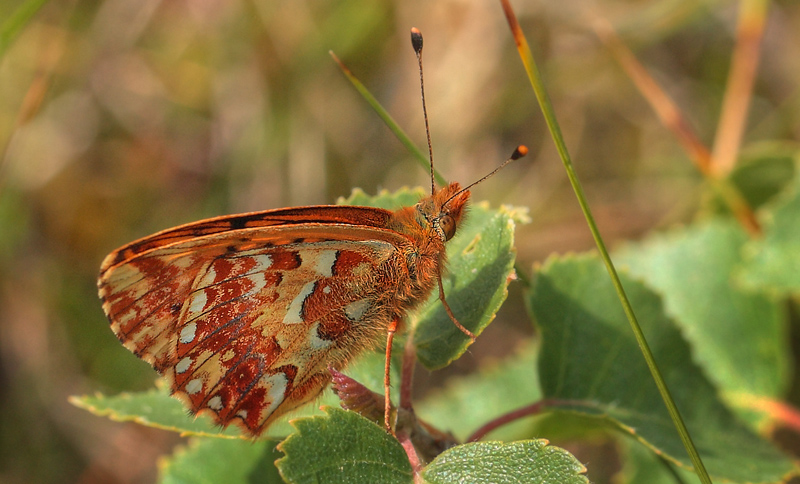 Moseperlemorsommerfugl, Boloria aquilonaris. Ryegaard. Hornsherred. Sjlland. d. 19 juni 2012. Fotograf: Lars Andersen