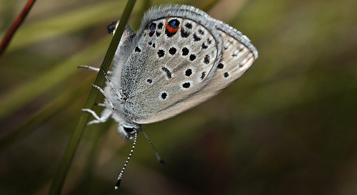 Bølleblåfugl. Plebejus optilete hun. Kirkemosen, Ryegaard Dyrehave d. 10 juni 2007. Fotograf: Lars Andersen
