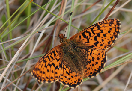 Moseperlemorsommerfugl, Boloria aquilonaris han. Ryegaard. Hornsherred. Sjælland. d. 19 juni 2012. Fotograf: Lars Andersen