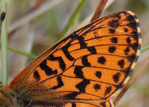 Moseperlemorsommerfugl, Boloria aquilonaris han. Ryegaard. Hornsherred. Sjlland. d. 19 juni 2012. Fotograf: Lars Andersen