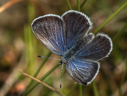 Bølleblåfugl. Plebejus optilete hun. Kirkemosen, Ryegaard Dyrehave d. 10 juni 2007. Fotograf: Lars Andersen