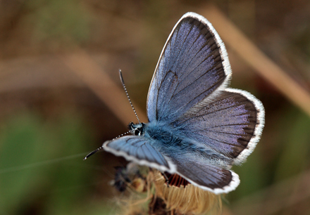 Argusblfugl, Plebejus argus han. Brandbjerg, Jgerspris skydeterrn d. 19 juni 2012. Fotograf; Lars Andersen