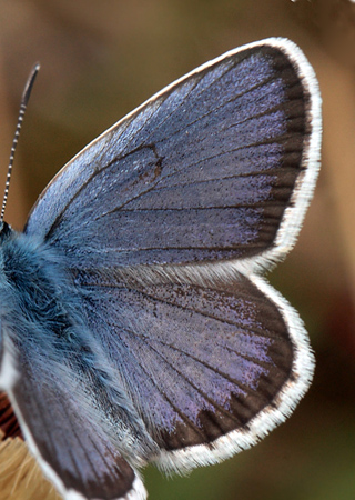 Argusblåfugl, Plebejus argus han. Brandbjerg, Jægerspris skydeterræn d. 19 juni 2012. Fotograf; Lars Andersen