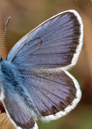 Argusblåfugl, Plebejus argus han. Brandbjerg, Jægerspris skydeterræn d. 19 juni 2012. Fotograf; Lars Andersen