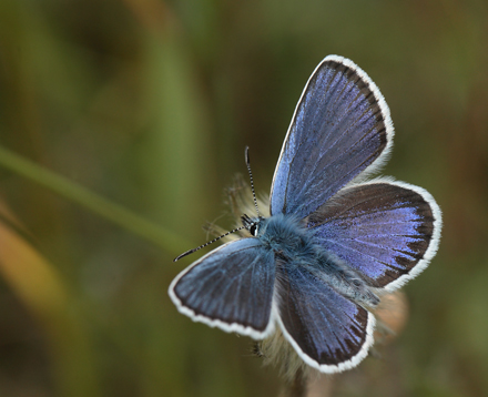 Argusblfugl, Plebejus argus han. Brandbjerg, Jgerspris skydeterrn d. 19 juni 2012. Fotograf; Lars Andersen