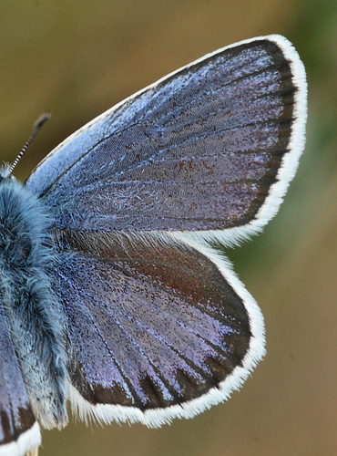 Argusblåfugl, Plebejus argus han smalrandet ab. Brandbjerg, Jægerspris skydeterræn d. 19 juni 2012. Fotograf; Lars Andersen