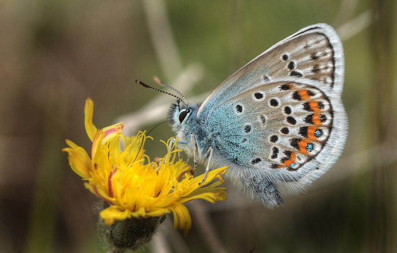 Argusblfugl, Plebejus argus han. Brandbjerg, Jgerspris skydeterrn d. 19 juni 2012. Fotograf; Lars Andersen