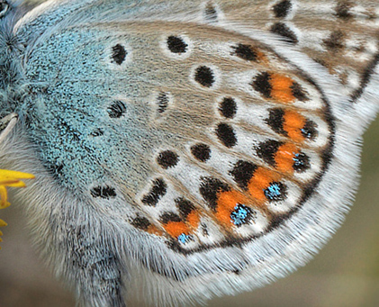 Argusblåfugl, Plebejus argus han. Brandbjerg, Jægerspris skydeterræn d. 19 juni 2012. Fotograf; Lars Andersen