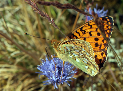 Markperlemorsommerfugl,  Argynnis aglaja han. Bt diget, Falster d. 23 juni 2012. Fotograf; Lars Andersen