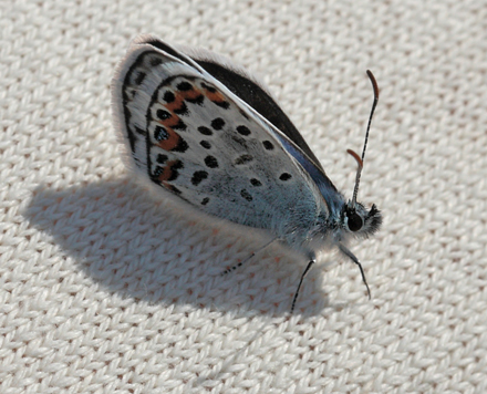 Argusblfugl, Plebejus argus han. Bt Dige, Falster d. 23 juni 2012. Fotograf; Lars Andersen