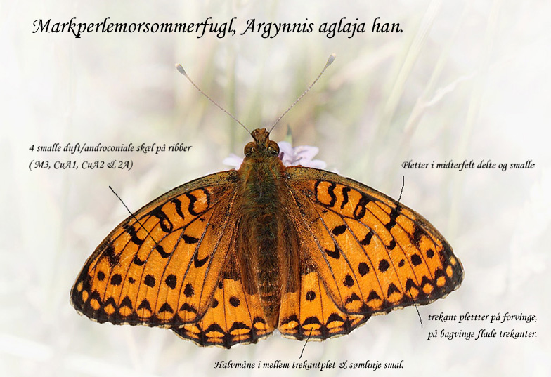 Markperlemorsommerfugl,  Argynnis aglaja han. Bt diget, Falster d. 23 juni 2012. Fotograf; Lars Andersen