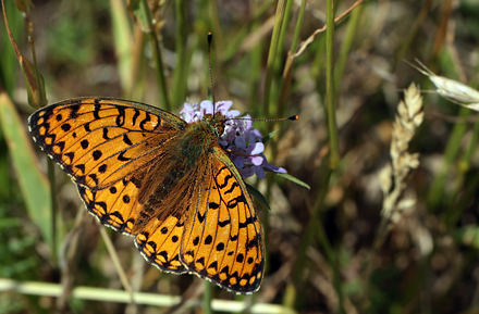 Markperlemorsommerfugl,  Argynnis aglaja han. Bt diget, Falster d. 23 juni 2012. Fotograf; Lars Andersen