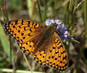 Markperlemorsommerfugl,  Argynnis aglaja han. Bt diget, Falster d. 23 juni 2012. Fotograf; Lars Andersen